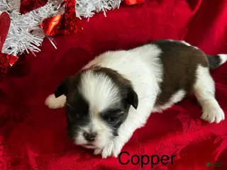 Lhasa Apso dogs Lhasa Apso Puppy 2 - Ad 2
