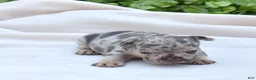 French Bulldog dogs for sale: Pebbles  - Ad 3