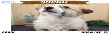Sophie