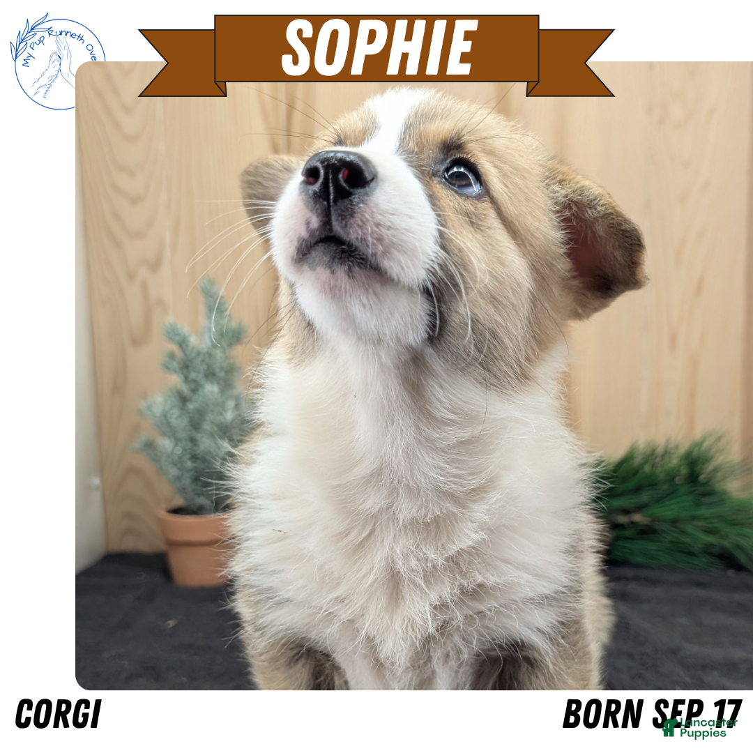 Welsh Corgi Pembroke dogs for sale: Sophie - Ad 1