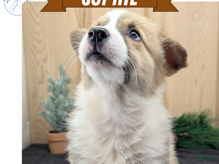 Welsh Corgi Pembroke dogs Sophie - Ad 6