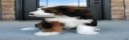 Bernedoodle dogs for sale: Luna - Ad 7
