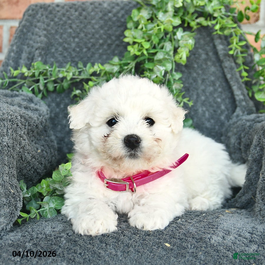 Bichon Frise dogs Sadie  - Ad 2