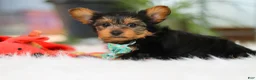 Yorkshire Terrier dogs for sale: Brady - Ad 3