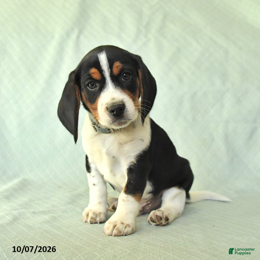 York (Beagle, Male) in Herndon, PA