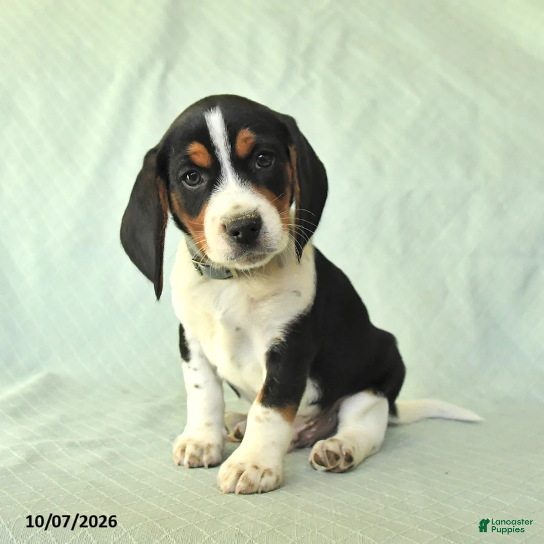 Beagle dogs for sale: York - Ad 1