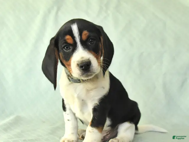 Beagle dogs York - Ad 1