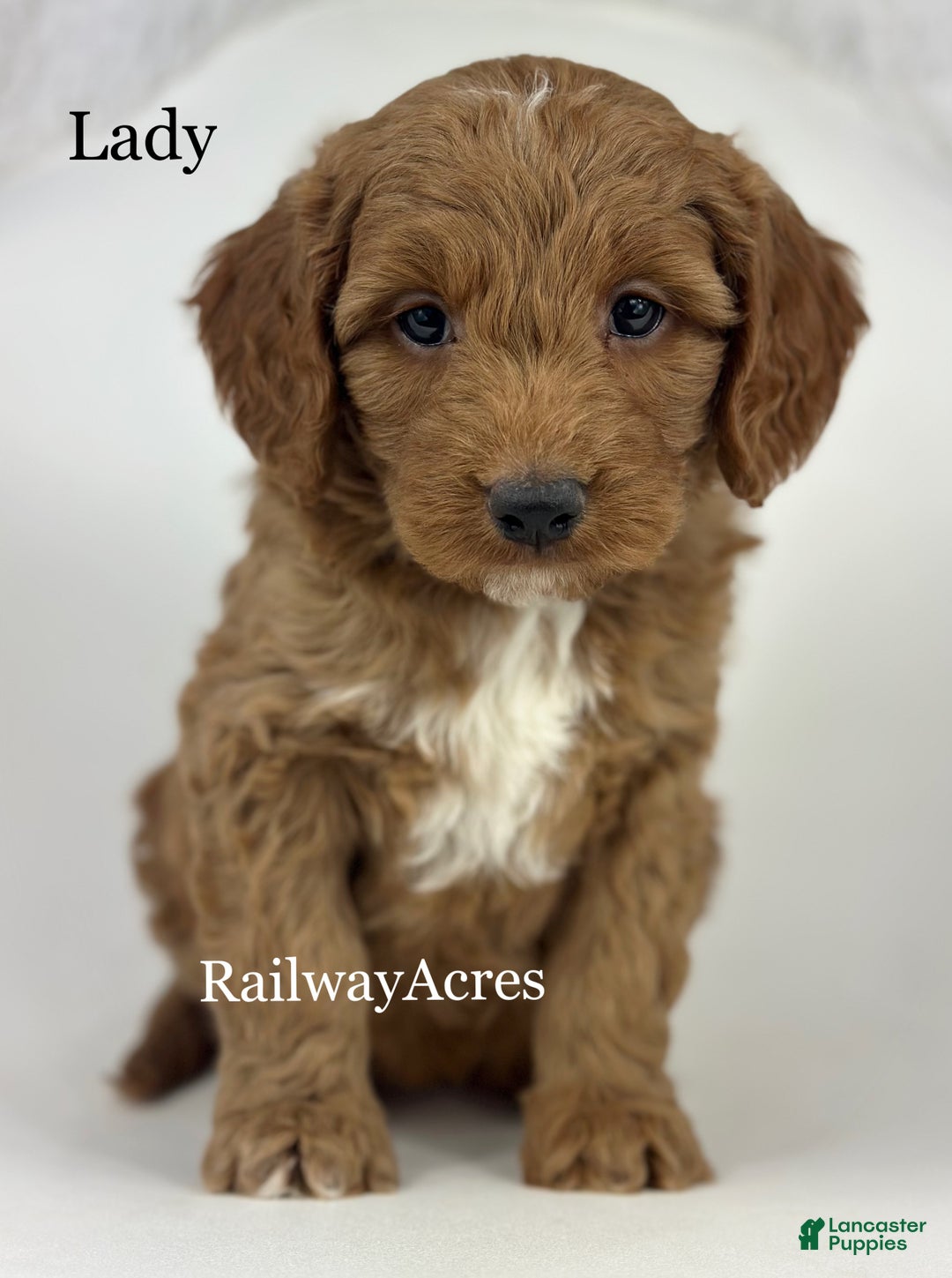 Goldendoodle dogs for sale: Lady- F1b Mini - Ad 1