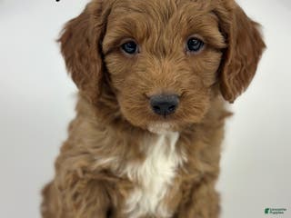 Goldendoodle dogs Lady- F1b Mini - Ad 36