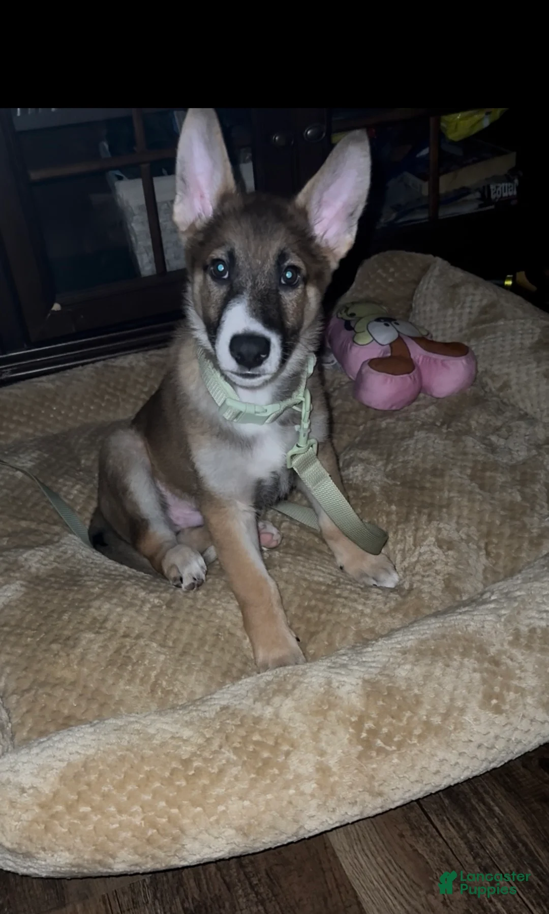 German Shepherd dogs for sale: German Shepherd Puppy 2 - Ad 2