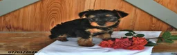 Yorkshire Terrier dogs for sale: Kathy - Ad 4