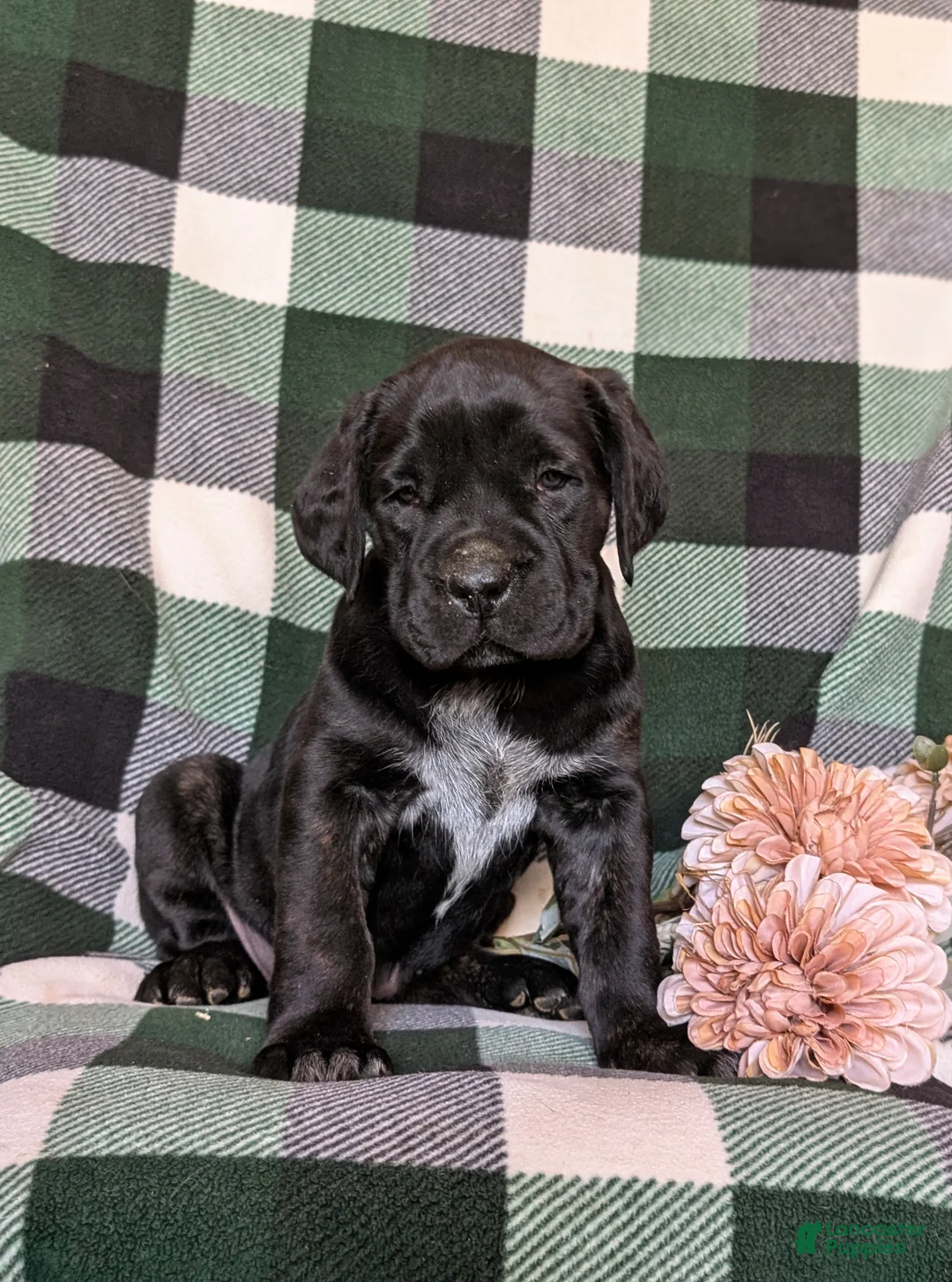 Cane Corso dogs for sale: Jodie - Ad 2