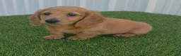Miniature Dachshund dogs for sale: Alex - Ad 6