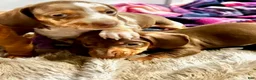 Miniature Dachshund dogs for sale: Toy Dachshund Male 2 - Ad 3