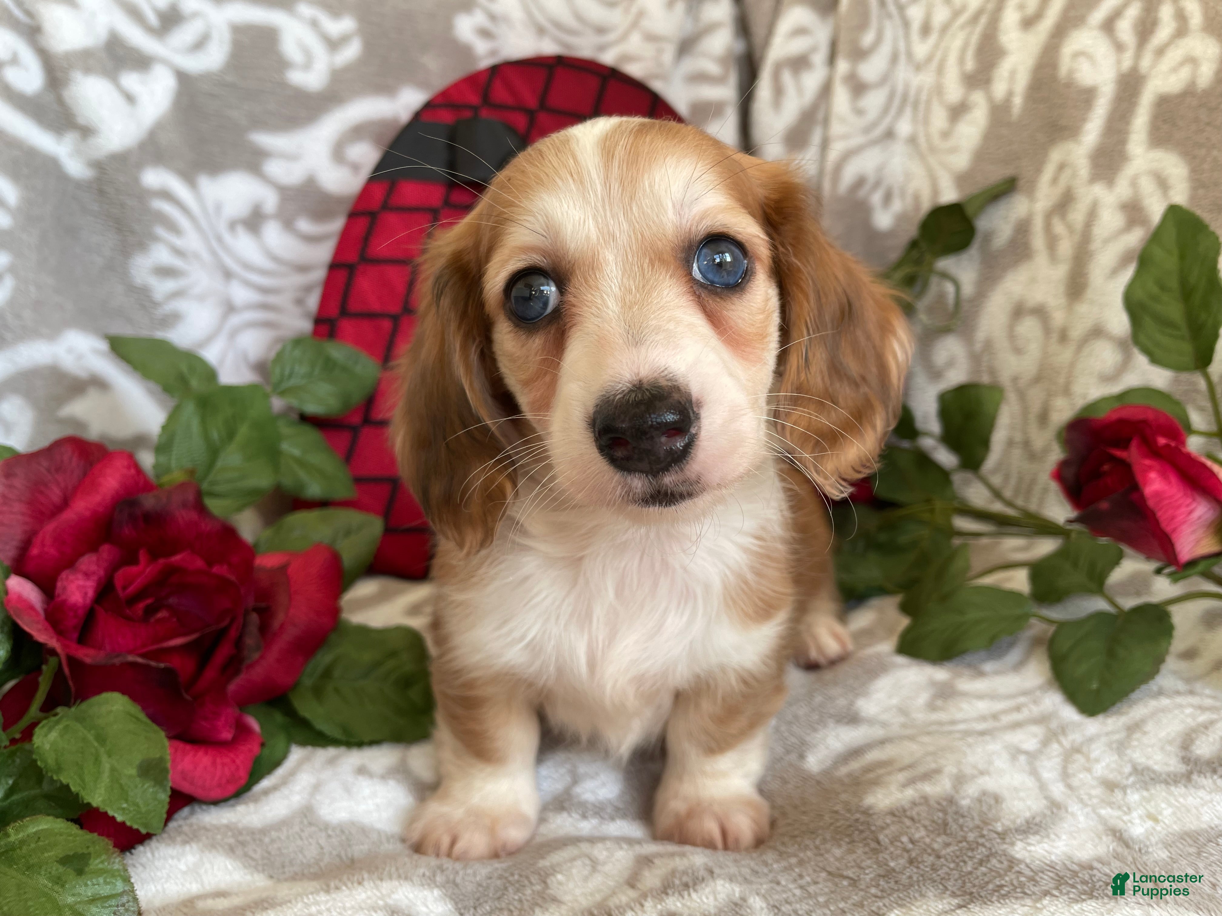 Miniature Dachshund dogs Brynn - Ad 33