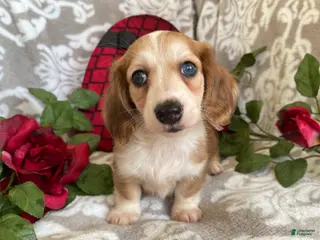 Miniature Dachshund dogs Brynn - Ad 42