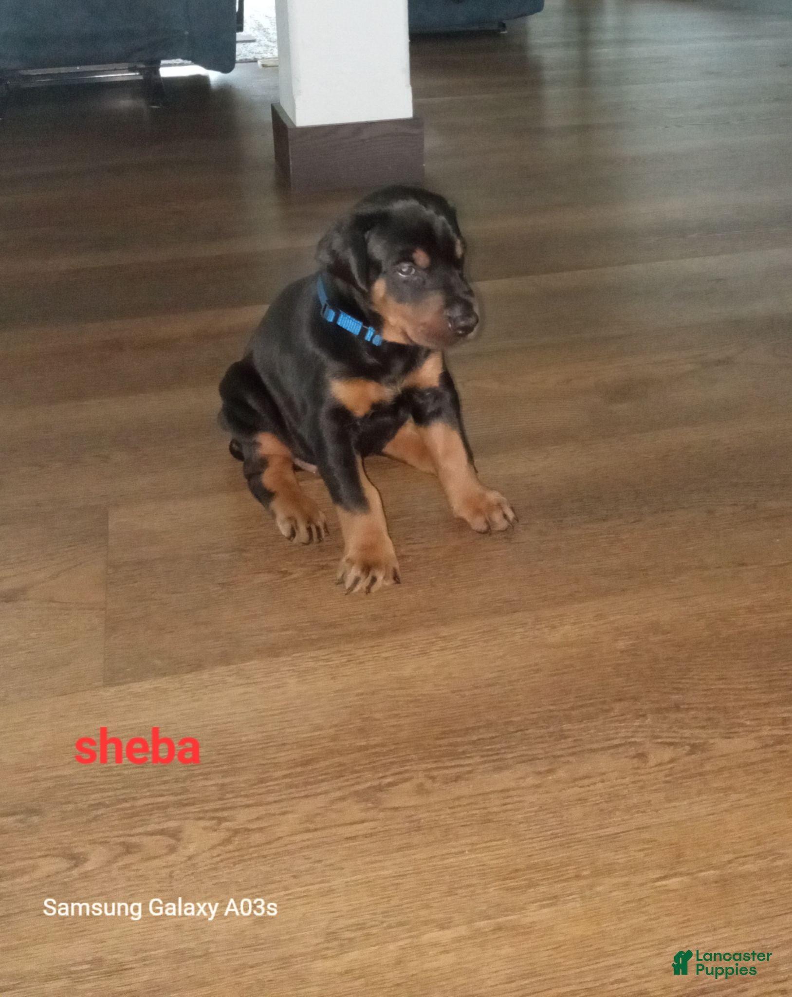 Doberman Pinscher dogs Sheba - Ad 13