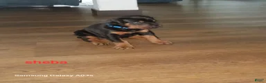 Sheba