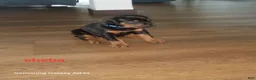 Doberman Pinscher dogs for sale: Sheba - Ad 1