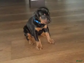 Doberman Pinscher dogs Sheba - Ad 13