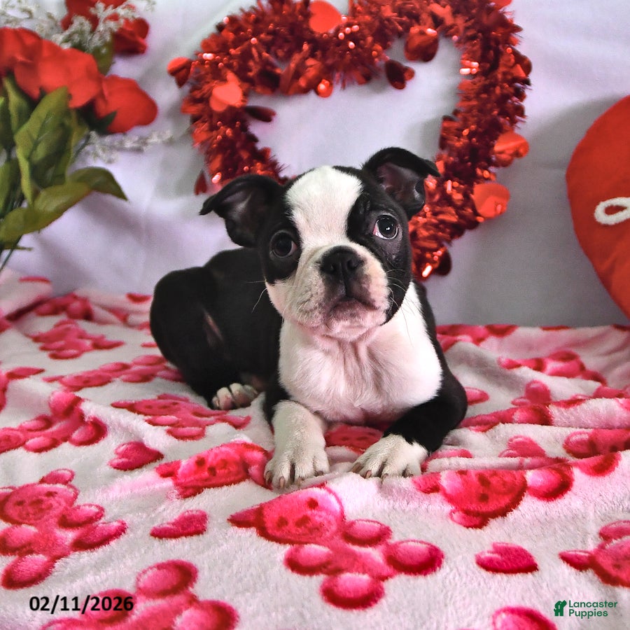 Boston Terrier dogs Queen   - Ad 2