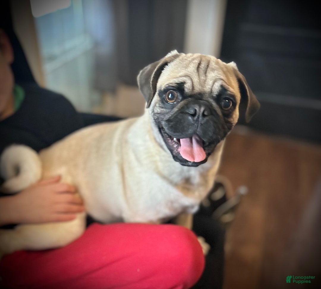 Pug dogs for sale: Barqs - Ad 2