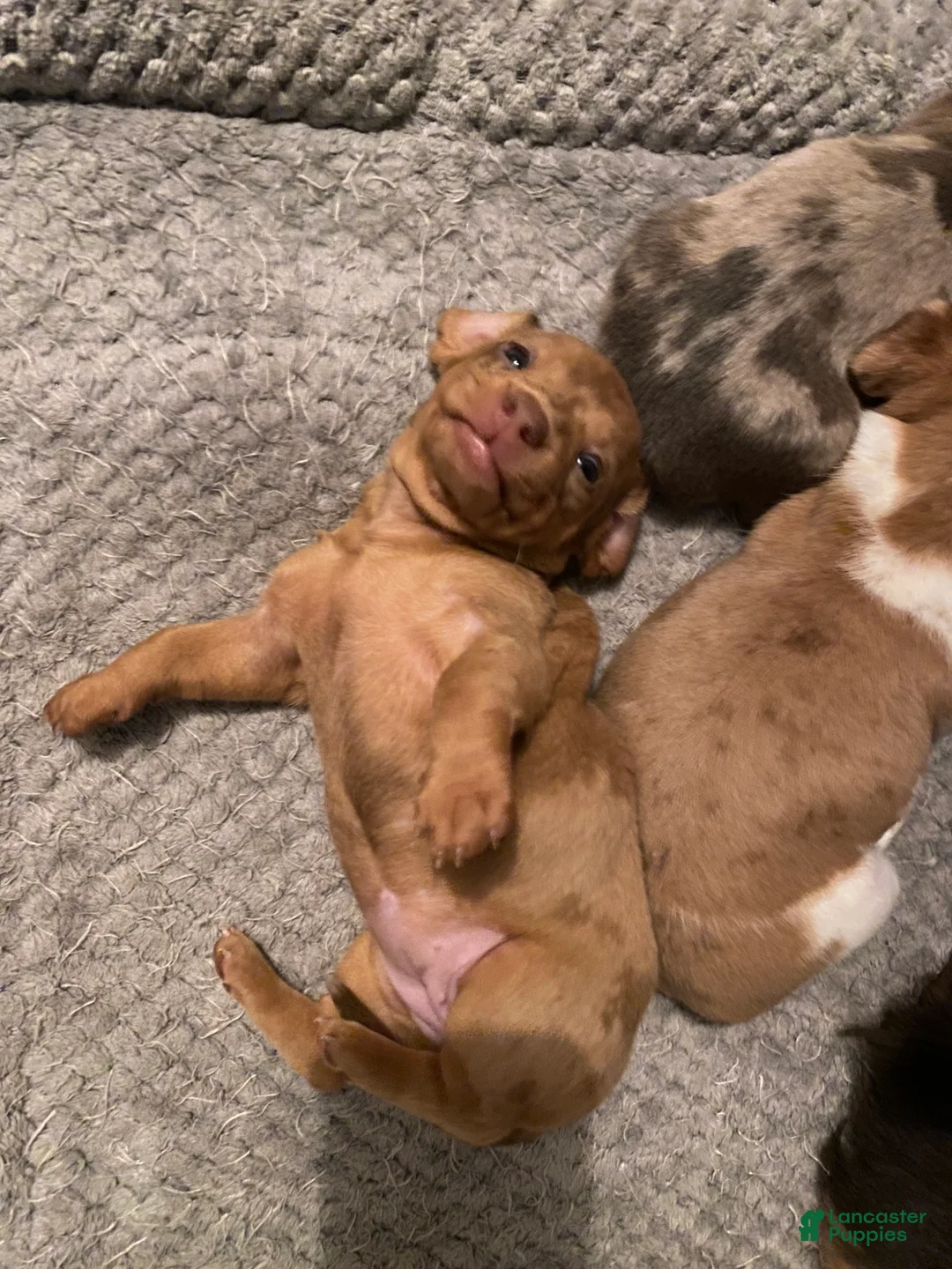 Miniature Dachshund dogs for sale: Ginger - Ad 4