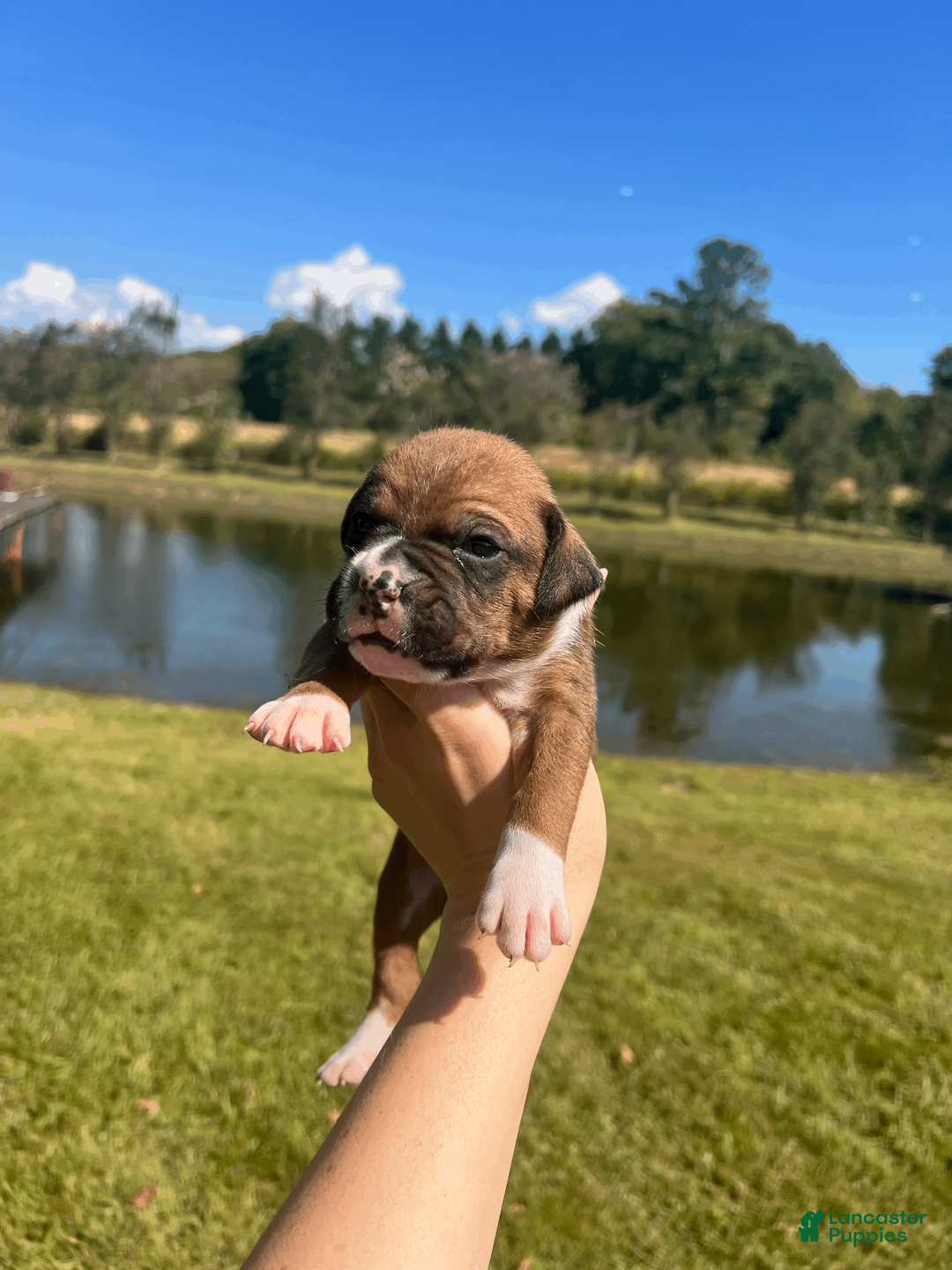 Boxer dogs for sale: AKC Boxer - Male 5 - Ad 2