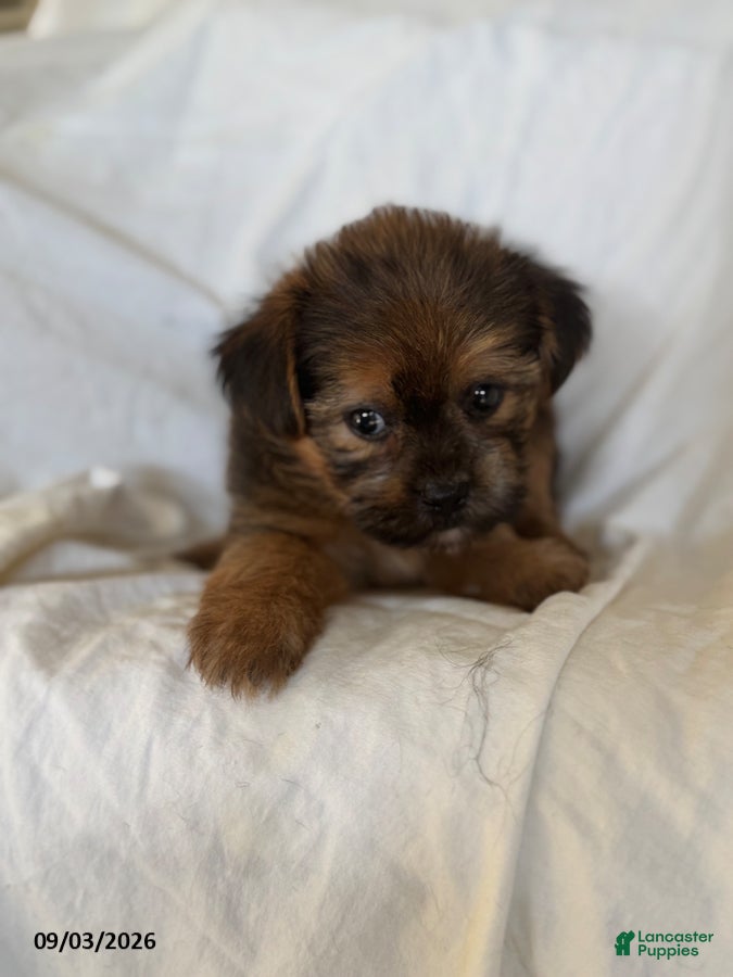 Shorkie dogs Laura - Ad 2
