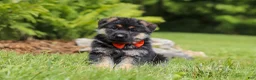German Shepherd dogs for sale: German Shepherd 1 - Ad 4