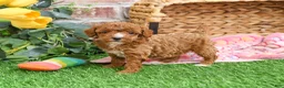 Miniature Poodle dogs for sale: Rebekka  - Ad 14