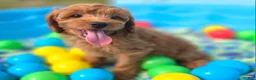 Cavapoo dogs for sale: Grub - Ad 3