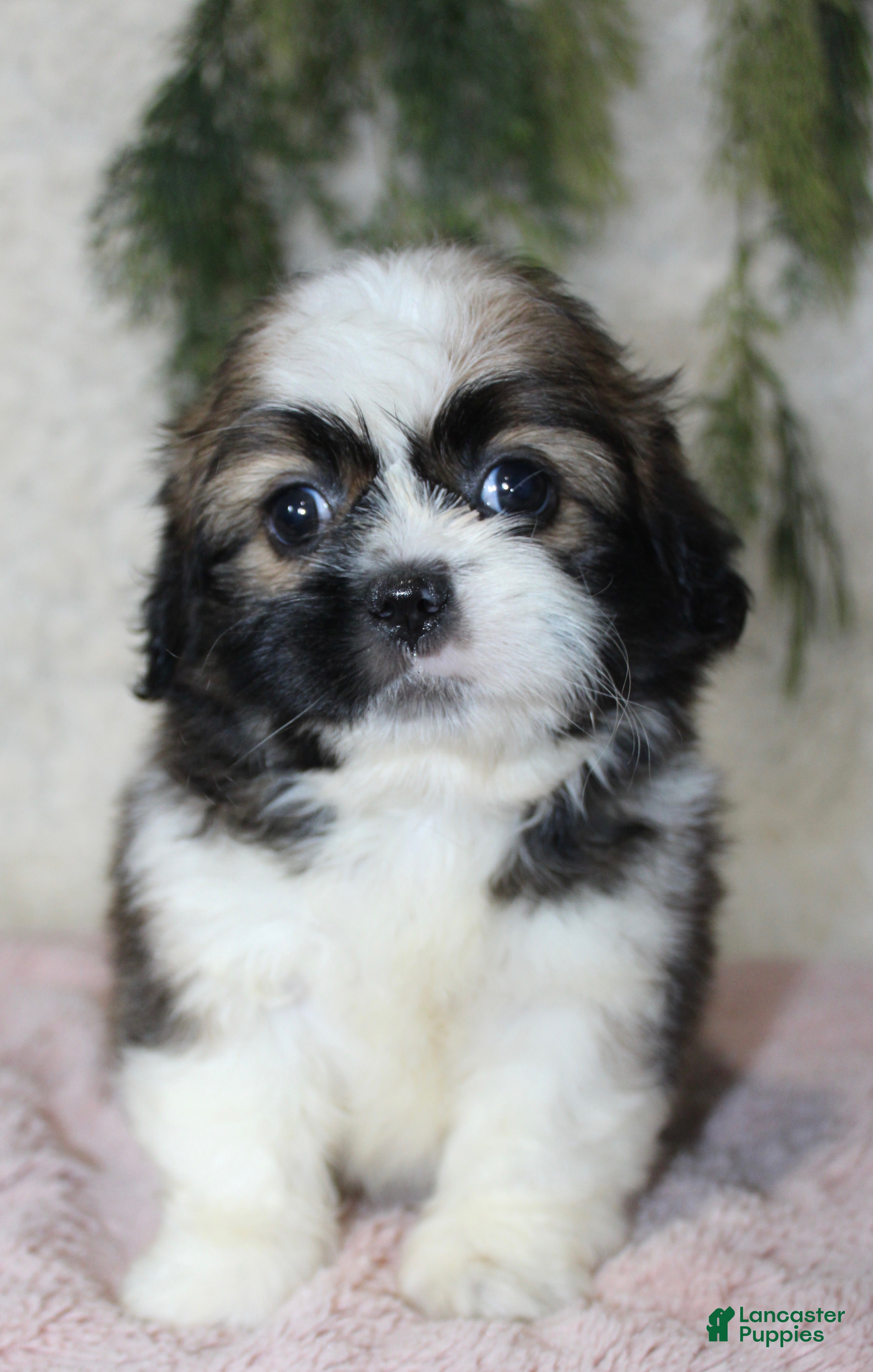 Shih Tzu (Shih Tzu, Female) in Orlando, FL