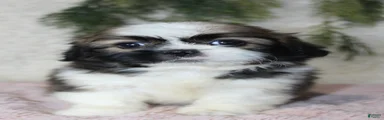 Shih Tzu 3