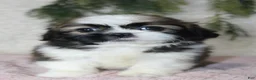 Shih Tzu dogs for sale: Shih Tzu 3 - Ad 1