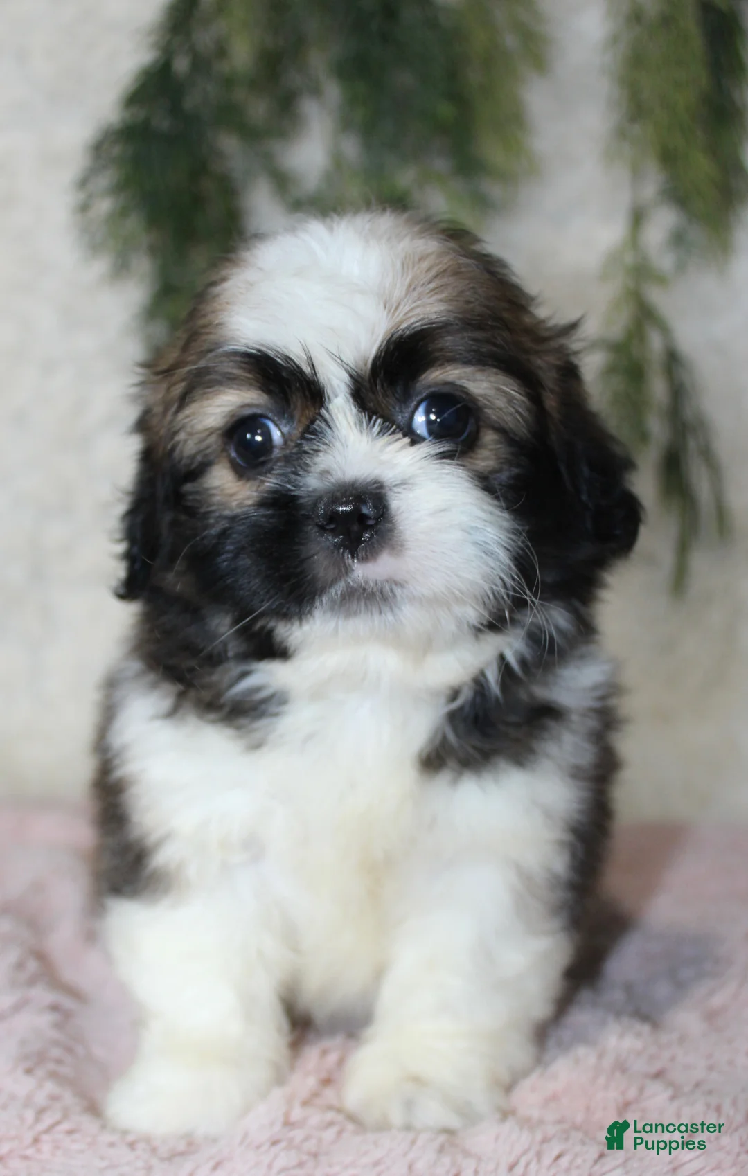 Shih Tzu dogs for sale: Shih Tzu 3 - Ad 1