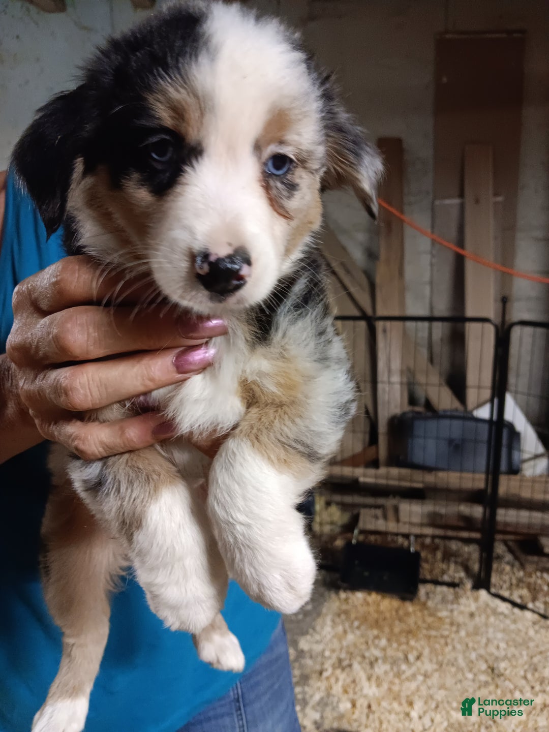 Miniature Australian Shepherd dogs for sale: grace - Ad 1