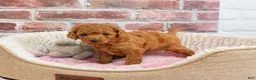 Cavapoo dogs for sale: Chanel - Ad 4