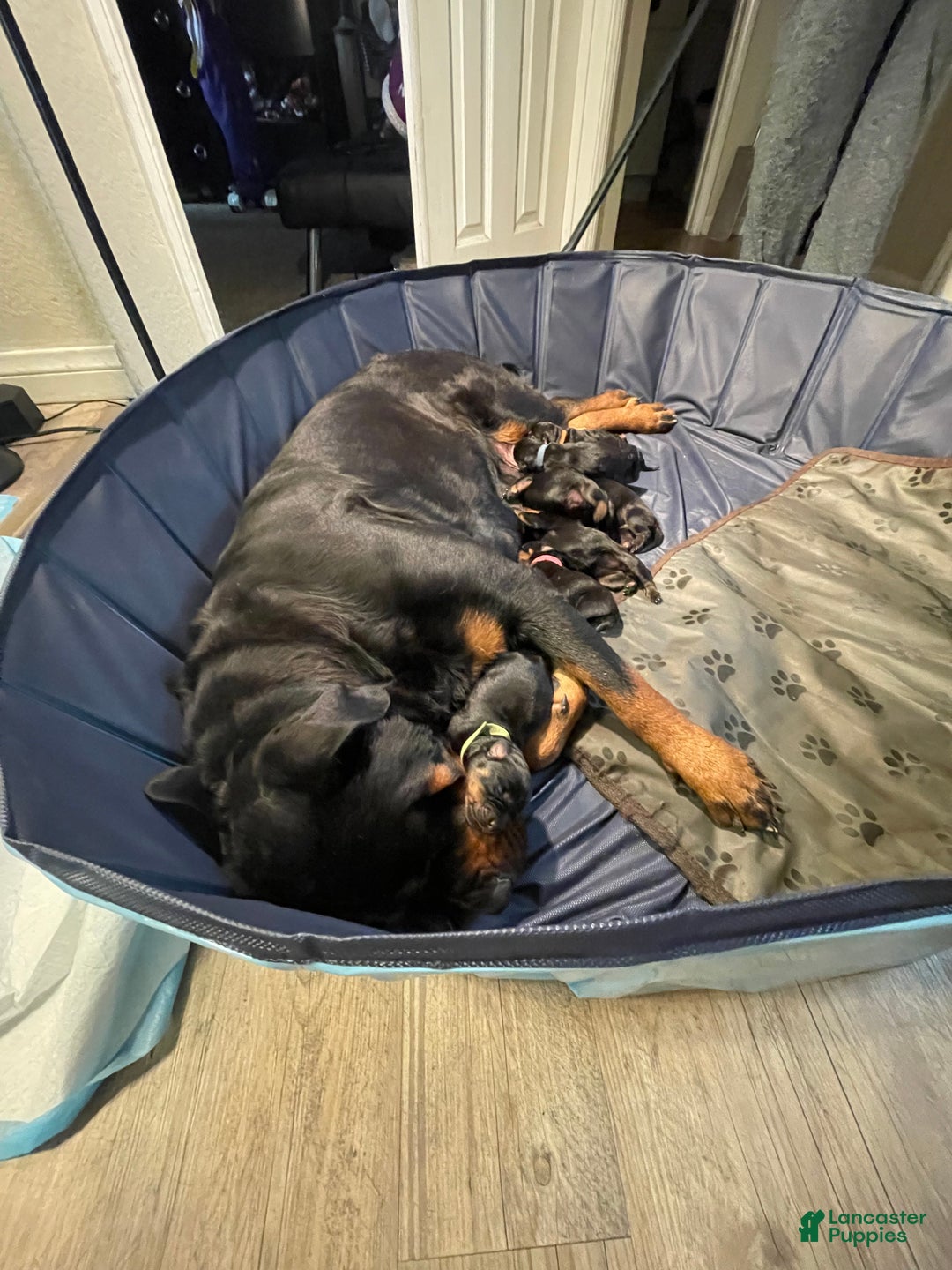 Rottweiler dogs for sale: 4th Pick Female - Ad 9