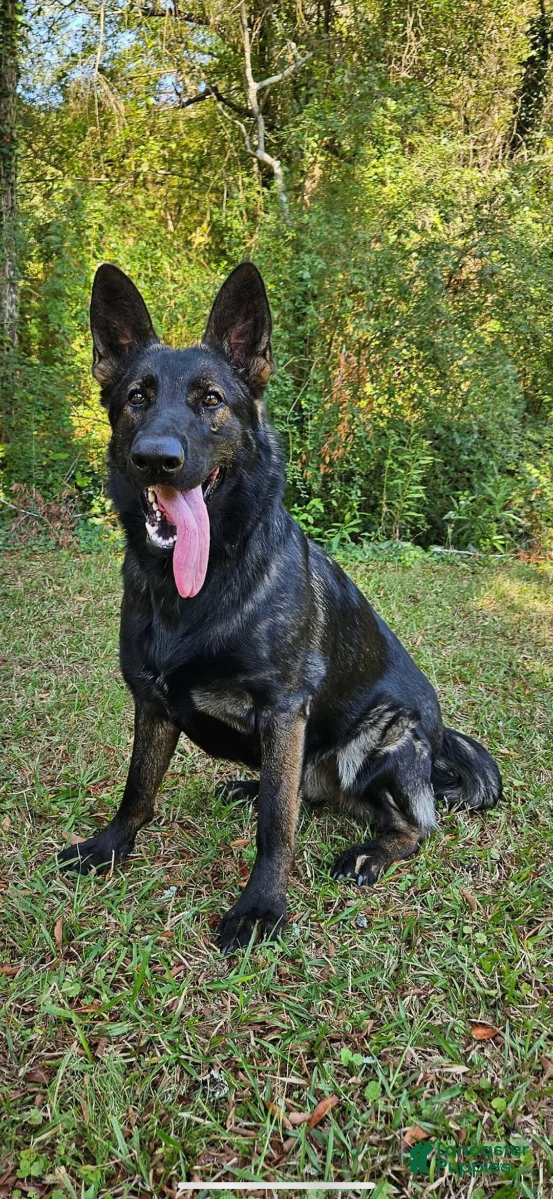 German Shepherd dogs for sale: Thor - Ad 2