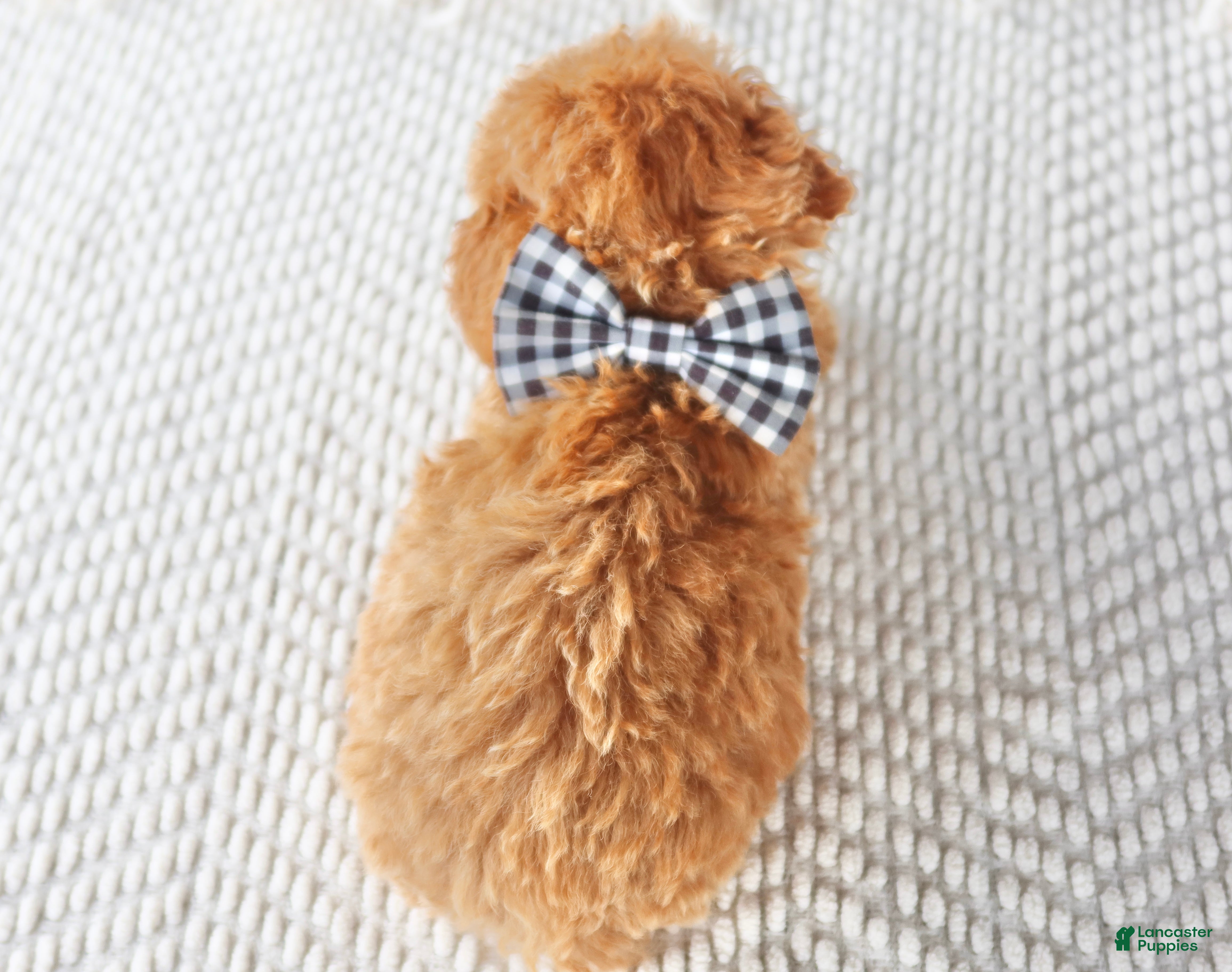 Toy Poodle dogs Maple - Ad 2