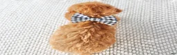 Toy Poodle dogs for sale: Maple - Ad 2