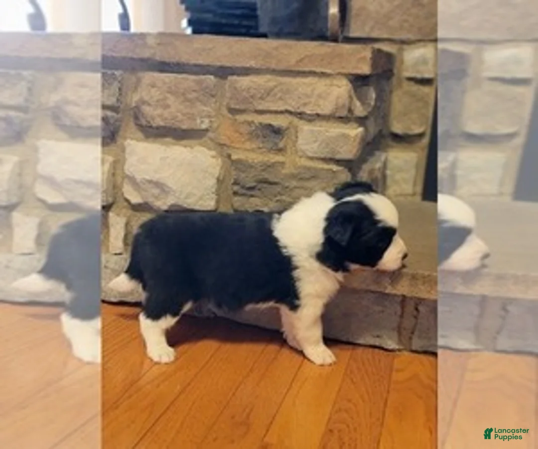 Gallery Image {{count}}