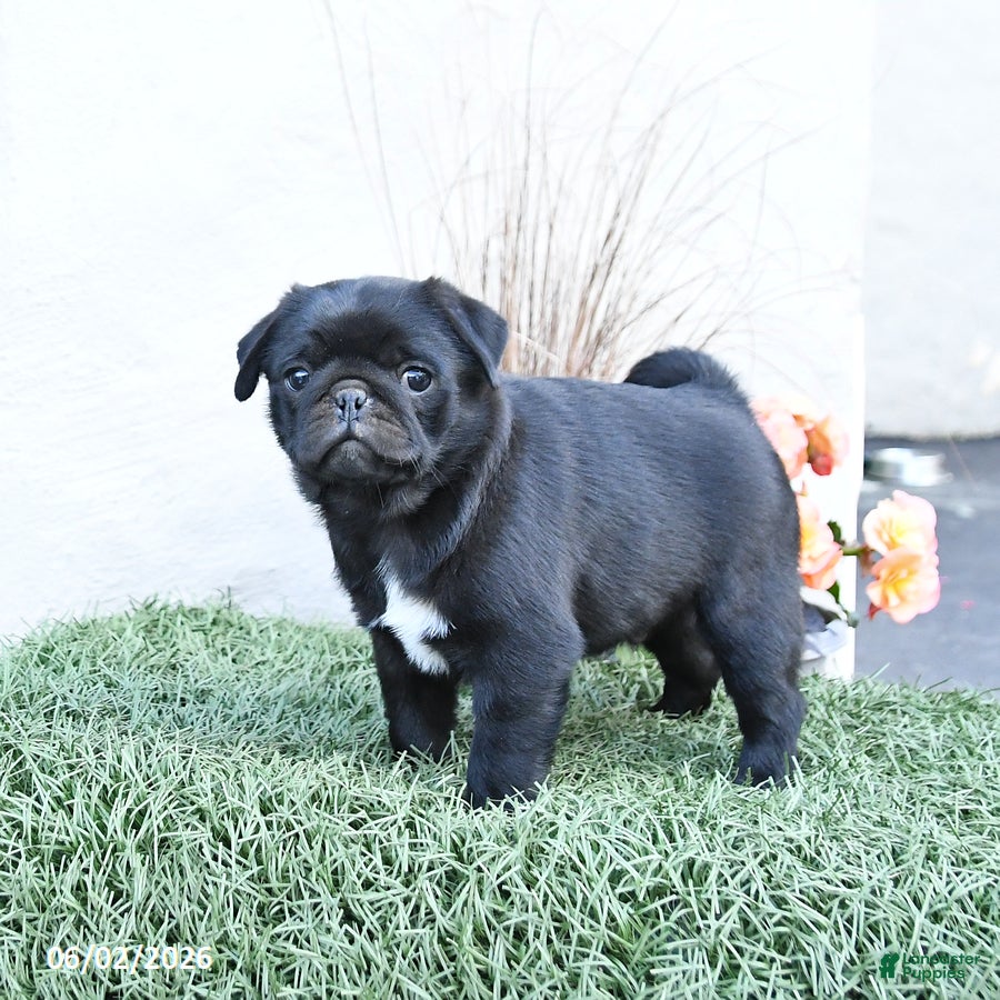 Pug dogs for sale: Pluto - Ad 2