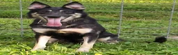German Shepherd dogs for sale: Sugar - Ad 3