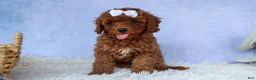 Cavapoo dogs for sale: TASHA - Ad 11