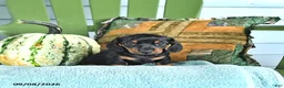 Miniature Dachshund dogs for sale: Jace - Ad 1