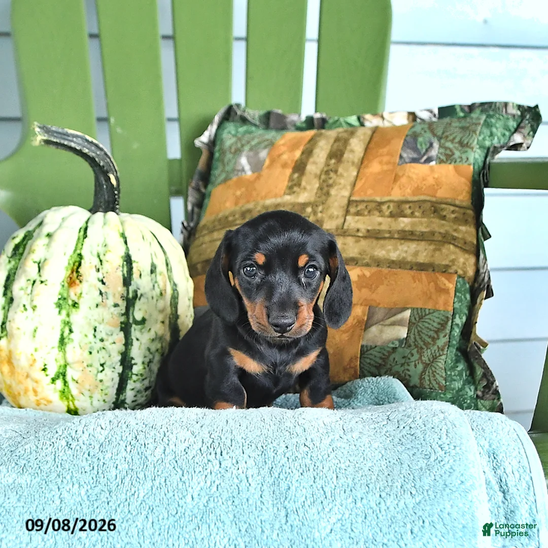 Miniature Dachshund dogs for sale: Jace - Ad 1