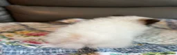 Pomeranian dogs for sale: Jasmine - Ad 5