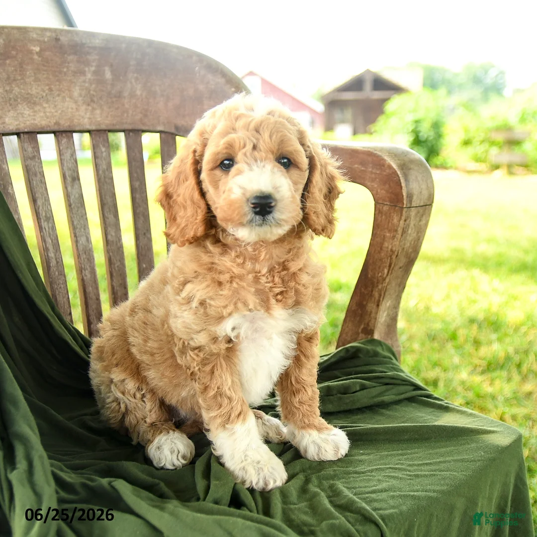 Goldendoodle dogs for sale: Branson - Ad 1
